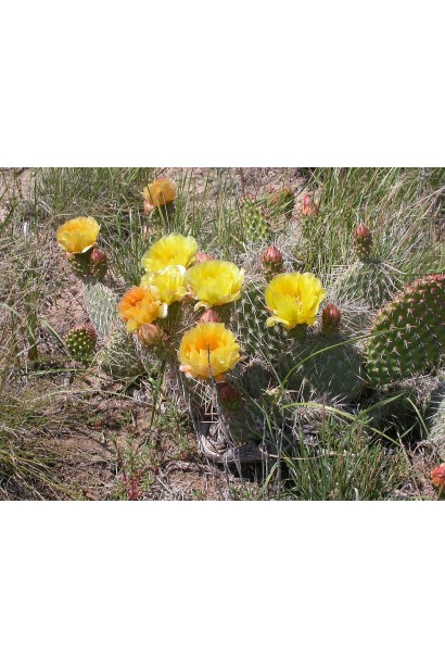 Жовті квіти опунції атріспіна, що розпускаються на зелених стеблах