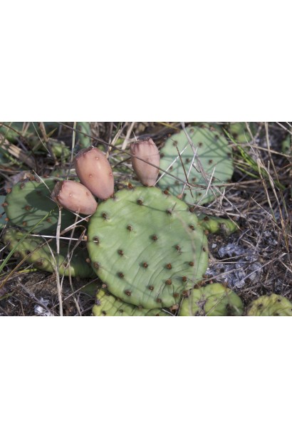 Кактус зимостійкий