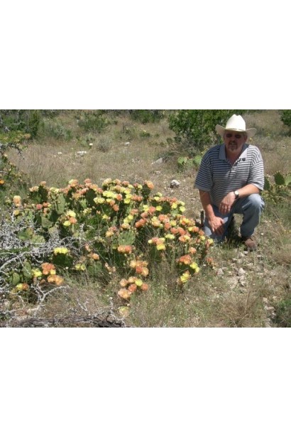 Опунція атріспіна/Кактус морозостійкий/Тещин язик