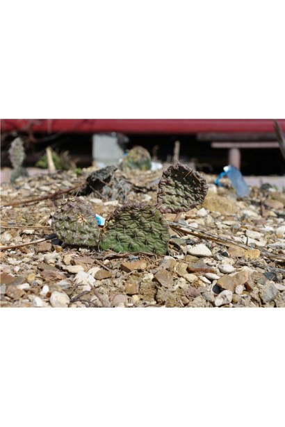 Кактус опунція атріспіна, що росте серед кам’янистого ґрунту