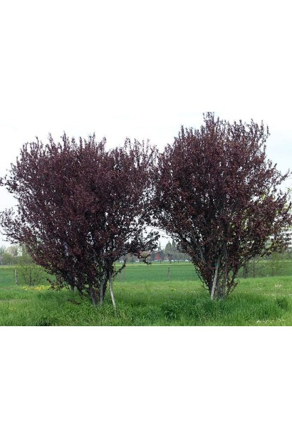 Слива растопыренная Писсарди (куст) 