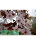Слива растопыренная Писсарди (куст) | Слива розчепірена Піссарді (кущ) | Prunus cerasifera Pissardii