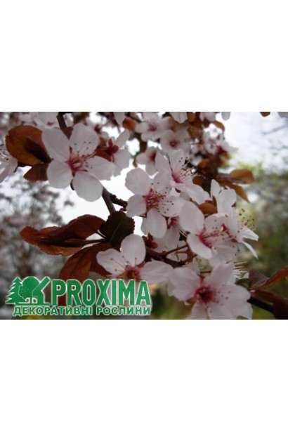 Слива растопыренная Писсарди (куст) | Слива розчепірена Піссарді (кущ) | Prunus cerasifera Pissardii