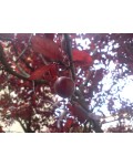 Слива розчепірена Піссарді (кущ) | Слива растопыренная Писсарди (куст) | Prunus cerasifera Pissardii