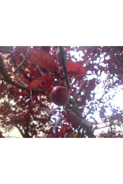 Слива растопырена Писсарди – декоративный куст