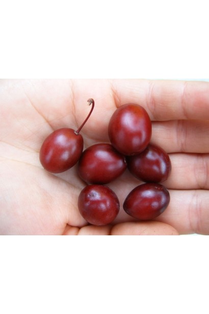 Сливы растопыренной Декоративные, темно-красные плоды