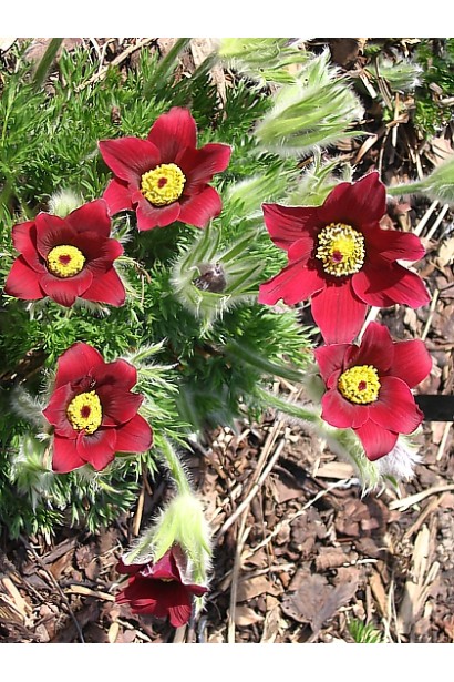 Кущ сон-трави з бордовими квітами для прикрашення клумб.