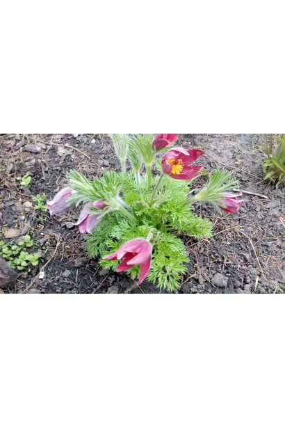 Кущ бордової сон-трави з декоративними листками у саду.