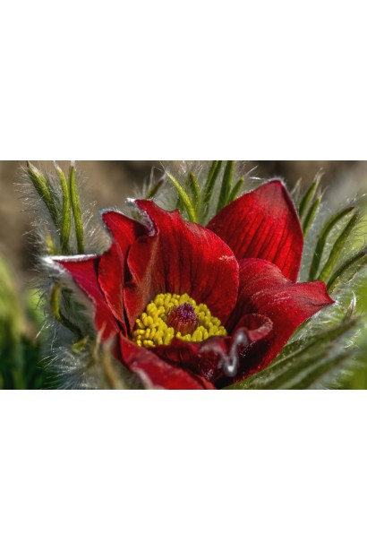 Pulsatilla Blaue Glocke прикрашає клумби насиченими відтінками.