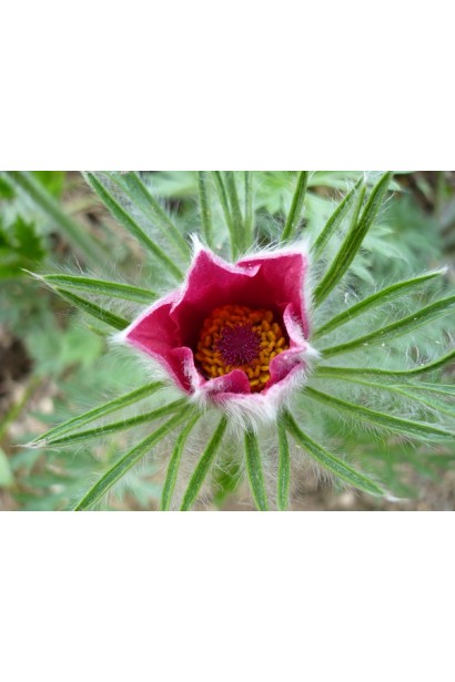 Pulsatilla vulgaris Blaue Glocke