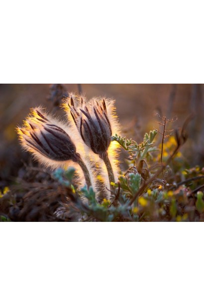 Простріл звичайний Блау Глоук /сон-трава бордова
