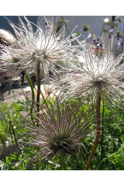 Простріл звичайний Блау Глоук /сон-трава бордова