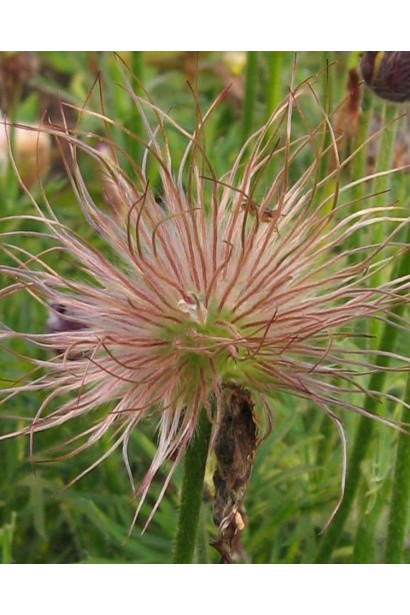 Простріл звичайний Блау Глоук /сон-трава бордова