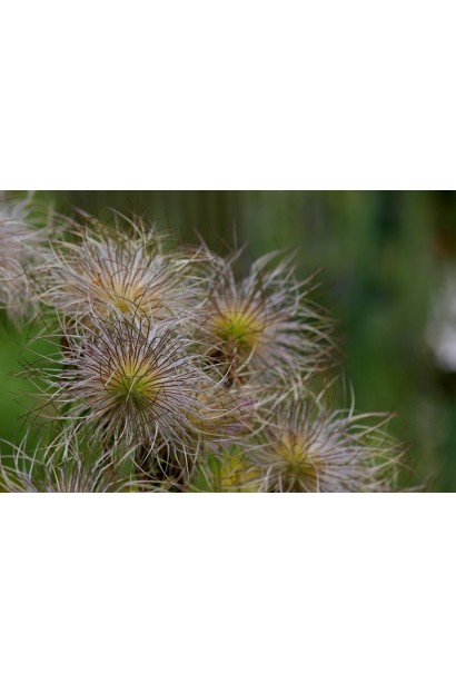 Простріл звичайний Блау Глоук /сон-трава бордова