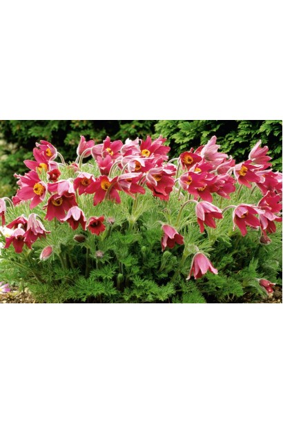 Бордова сон-трава гармонійно виглядає у весняному саду.