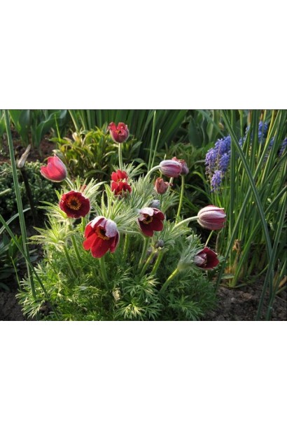 Простріл звичайний Блау Глоук /сон-трава бордова