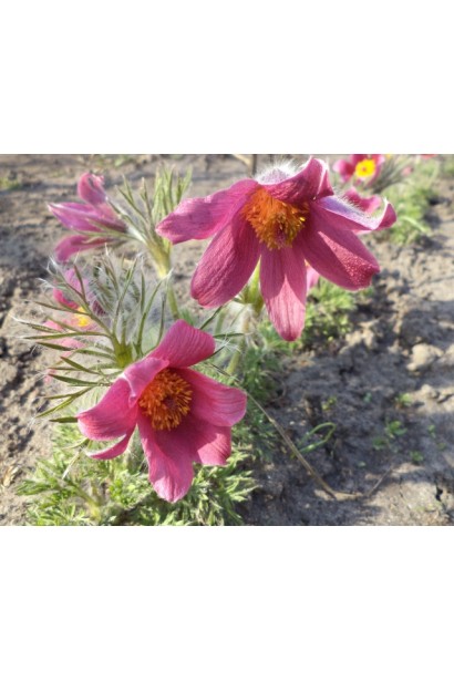 Квітучий простріл Blaue Glocke на сонячній галявині.