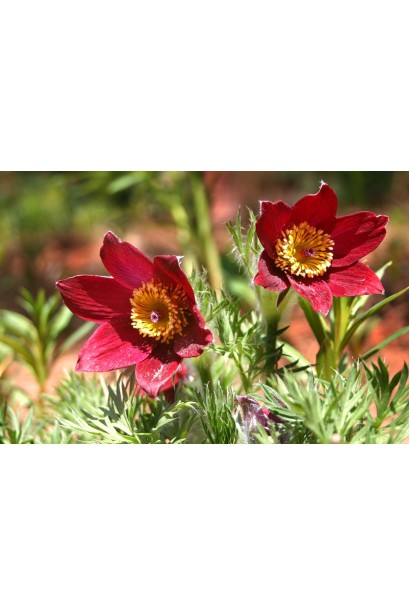 Ніжні бордові квіти прострілу на тлі зеленої трави.