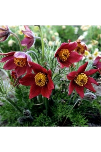 Розквітлий простріл Blaue Glocke у весняному ландшафті.