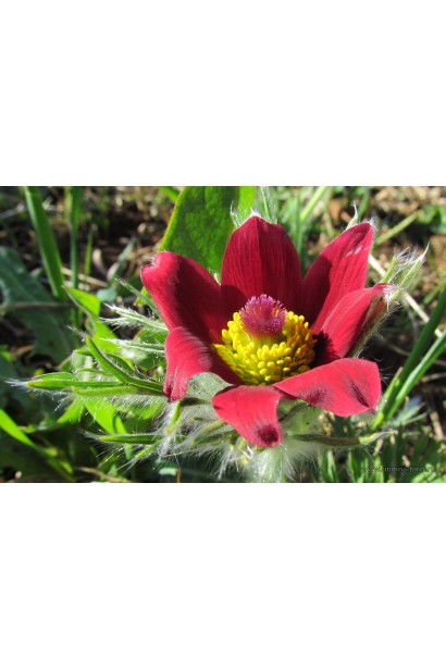 Pulsatilla Blaue Glocke чудово доповнює декоративні композиції.