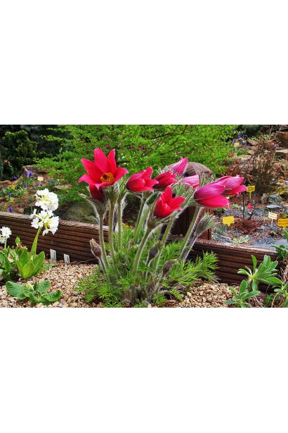 Pulsatilla Blaue Glocke підходить для кам’янистих садів і альпінаріїв.