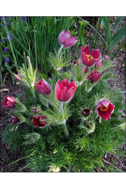 Листя і бордові квіти створюють контраст у квітнику.