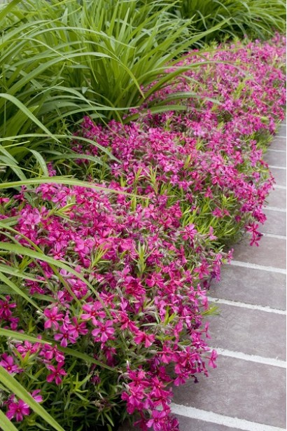 Флокс шиловидний Ред Вінгс