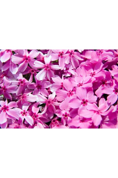 Весняний сад із флоксом шиловидним Red Wings – яскравий акцент.