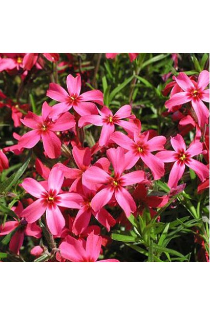 Компактний флокс Red Wings із барвистими червоними квітами.