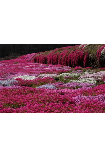Phlox subulata Red Wings утворює барвистий килим.