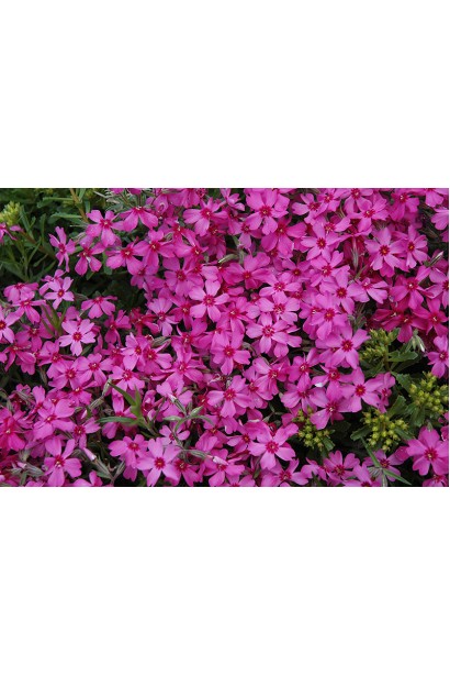 Phlox subulata Red Wings