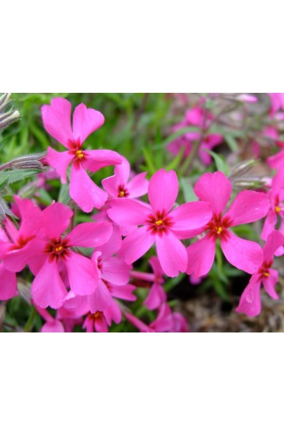 Щільний килим із флокса Red Wings додає барв до весняного саду.