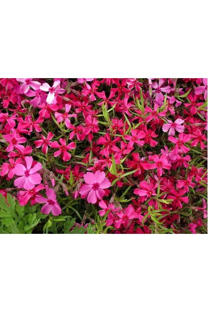 Флокс Ред Вінгс