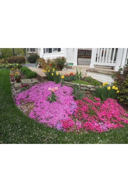 Червоні квіти флокса Ред Вінгс яскраво виділяються серед зелені.