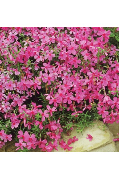 Пишне цвітіння флокса Ред Вінгс додає кольору весняному пейзажу.