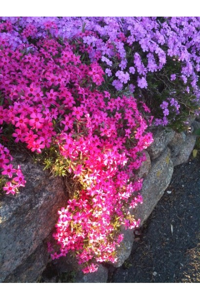 Низькорослий флокс Red Wings ідеально підходить для альпійських гірок.