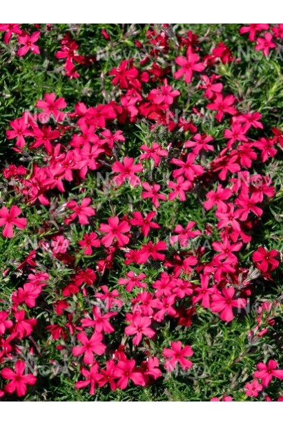 Флокс шиловидний Ред Вінгс розквітає насиченими червоними пелюстками.