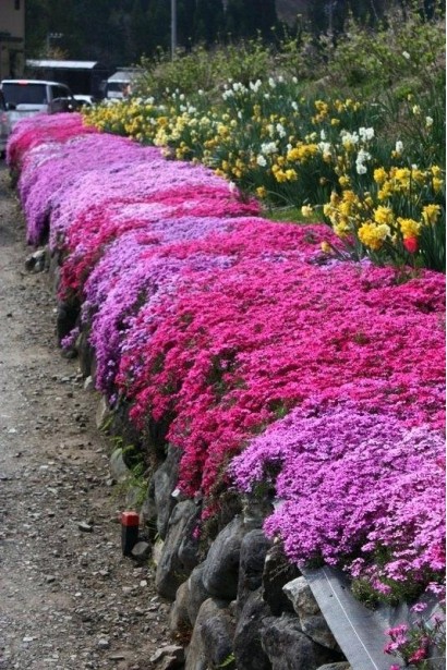 Phlox subulata Red Wings – ефектний вибір для рокаріїв і бордюрів.