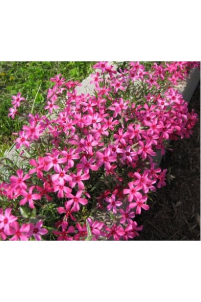 Яскраво-червоні квіти флокса Ред Вінгс прикрашають сад.