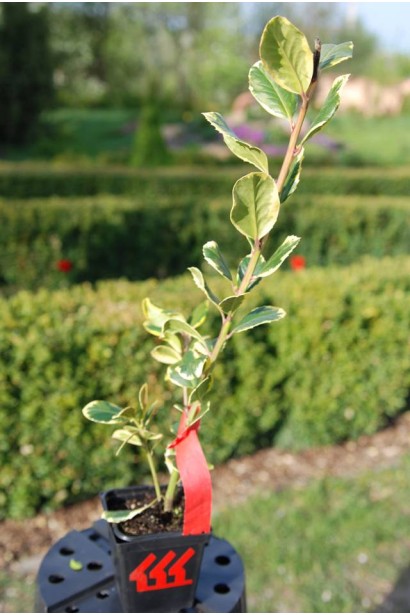 Ilex Golden King — морозостійкий і невибагливий у догляді