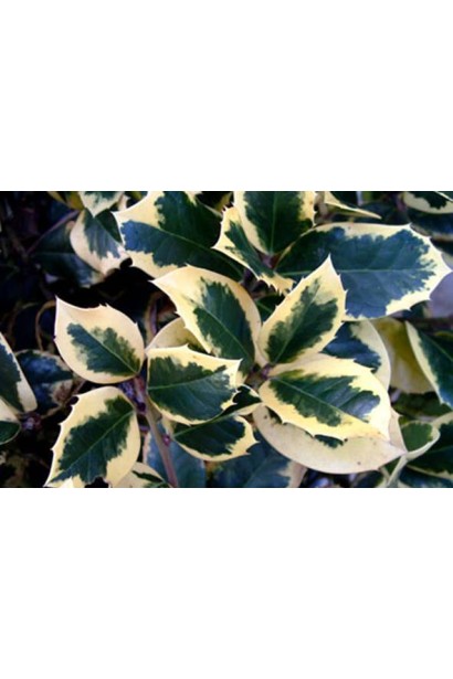 Листя падуба Голден Кінг — зелено-жовті, із золотистими краями