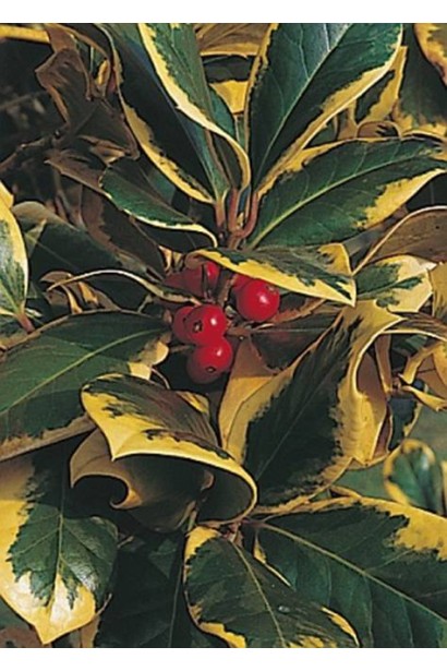 Червоні ягоди падуба Голден Кінг прикрашають сад узимку