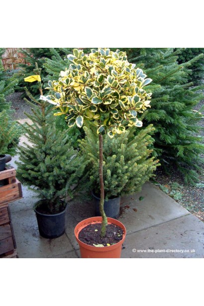 Падуб Голден Кінг — декоративний чагарник із яскравим листям