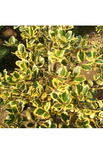 Яскравий акцент у саду — падуб Голден Кінг