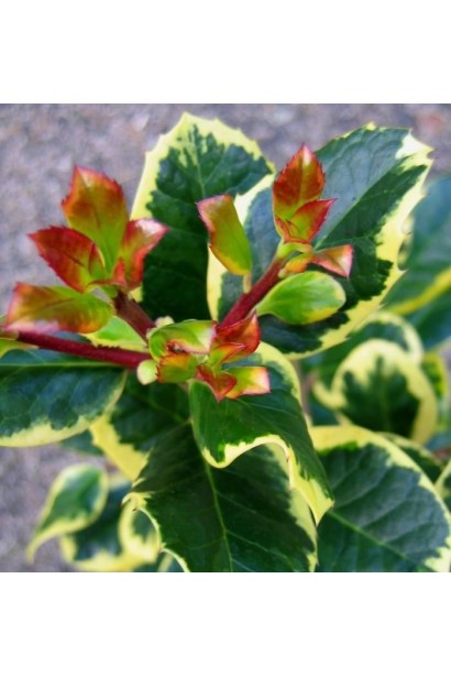 Падуб альтаклеренсіс із золотистою окантовкою листя