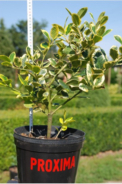 Ilex altaclerensis Golden King