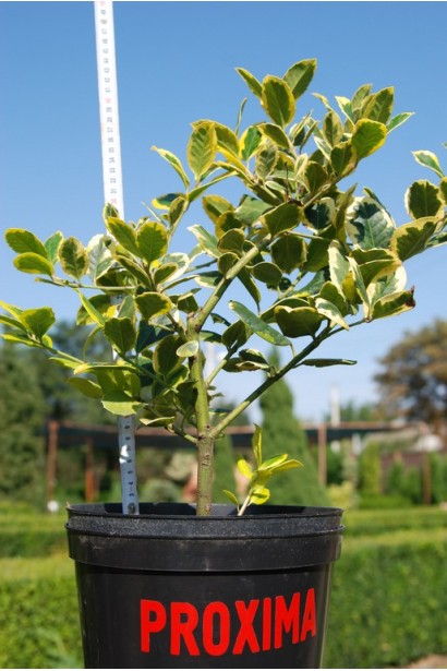 Падуб альтаклеренсіс Голден Кінг у контейнері