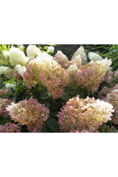 Гортензія Фантом бузково-рожеві відтінки квітів