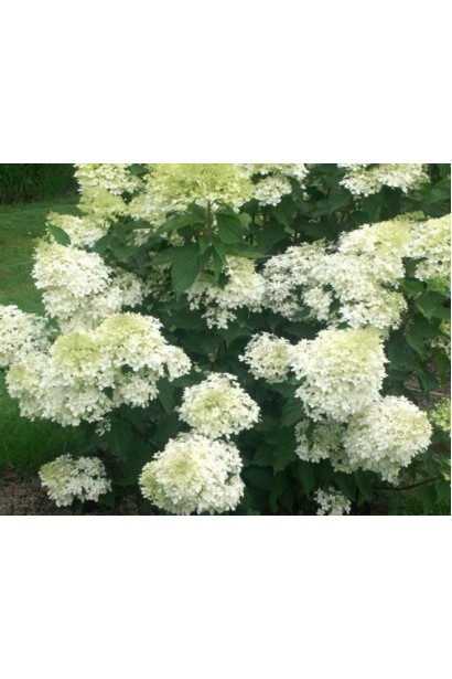 Гортензія Фантом білі волоті
