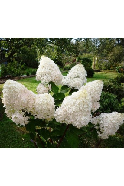 Hydrangea Phantom